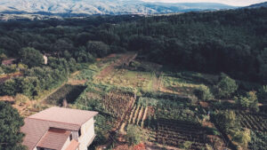 Der NFT-Weinberg: Wo Crypto-Fans und Weinliebhaber zu Freunden werden