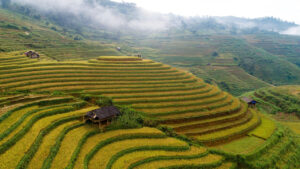 Scholz erwartet rasche Verbesserungen für deutsche Firmen in China