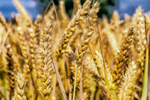 Russland stellt Bedingungen für Verlängerung von Getreide-Abkommen