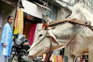 Indiens Wachstum halbiert sich – aber China abgehängt