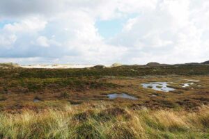 Regierung beschließt Moor-Strategie im Kampf gegen Klimawandel