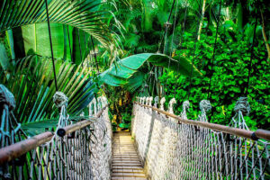 Große Regenwald-Staaten unterzeichnen Umwelt-Allianz