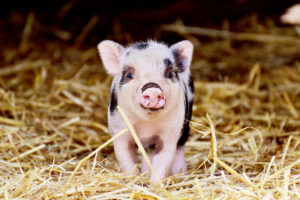 Schweinebestand auf Rekordtief – Mehr Kosten und weniger Konsum
