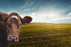 Habeck macht bei CO2-Speicher Tempo – Lemke bremst