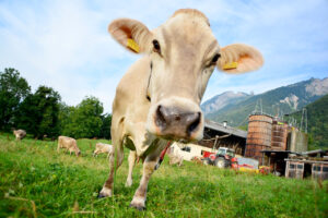 Schweizer Wirtschaft stagniert Ende 2022