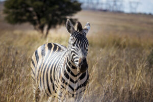 Wahlen in Nigeria gehen wegen Pannen in Verlängerung