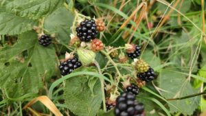 Strauchbeerenernte gesunken