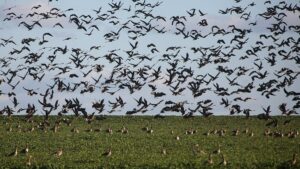 WHO schätzt Gefahr durch Vogelgrippe derzeit noch als gering ein