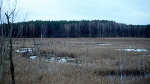Grünen pochen auf Renaturierungsgesetz