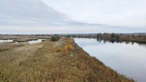Oder-Fischsterben geht offenbar auf Bergbaubetriebe zurück
