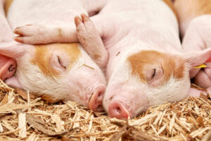 Hinweise auf Entstehung der Coronavirus-Pandemie in chinesischem Tiermarkt