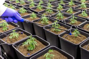 Regierung legt Eckpunkte für Teil-Legalisierung von Cannabis vor