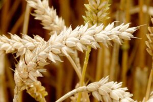 Polen untersagt die Einfuhr von Getreide und Lebensmitteln aus der Ukraine