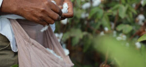 Ventile fördert Anbau von Bio-Baumwolle in Ägypten