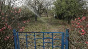 Nachfrage nach Kleingärten in Berlin treibt Preise in die Höhe