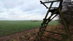 Sachsen: Jäger wollen Elchkuh abschießen – Ministerium dagegen