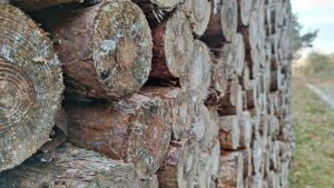 Insektenschäden für meisten Schadholzeinschlag verantwortlich