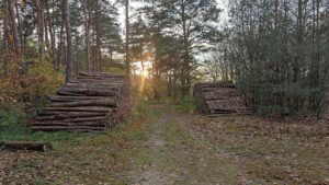 Holzeinschlag zurückgegangen