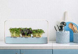 Aus dem Ozean direkt in die Küche: der ingarden ocean