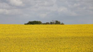 Erzeugerpreise landwirtschaftlicher Produkte sinken weiter