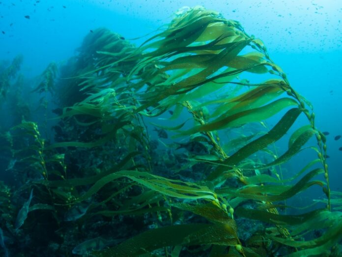 kelp blue namibia