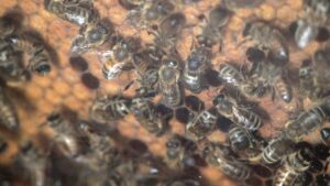 Imker warnen vor ruinösem Preiskampf durch Honig-Importe