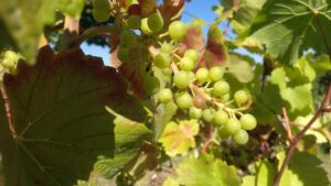 Unionsfraktion gegen EU-Pläne zur Pestizidreduktion im Weinanbau