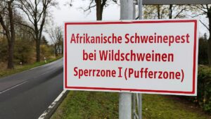 Schweinepest-Sperrzonen werden aufgehoben