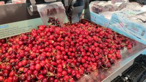 Kirschernte fällt 2023 unterdurchschnittlich aus