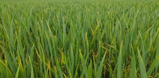 Anbau von Wintergetreide stagniert