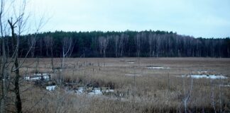 Europaweite Moor-Emission doppelt so hoch wie bisher geschätzt