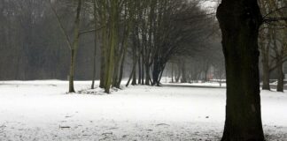 Feuerwehrverband warnt nach Wintereinbruch vor Waldspaziergängen