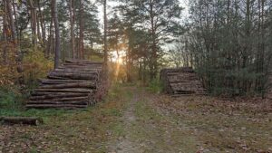 155 Millionen Euro im Rahmen des Wald-Klima-Pakets abgerufen