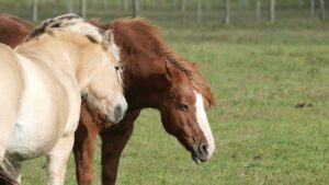 Reiter fordern niedrigere Gebühren für Tierärzte