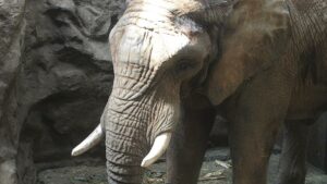 Botswana droht Deutschland mit Einfuhr von "20.000 Elefanten"