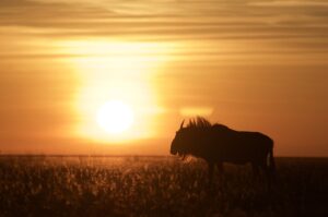 Sambias Liuwa-Ebenen: Wo man die Gnuwanderung am besten beobachtet