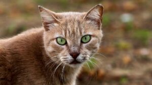 Tierschützer sehen Tierheime "am Limit"