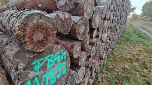 Wirtschaftsministerium dementiert geplante CO2-Abgabe auf Holz
