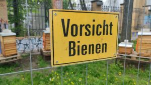 Allergologen: Bienenstiche werden oft unterschätzt