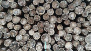 FDP fordert Aus für EU-Entwaldungsverordnung