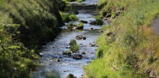 Umweltministerium startet Renaturierungsprogramm für Flussauen