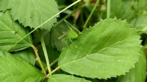 BUND legt bei Biodiversitäts-Verfassungsbeschwerde nach