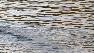 Deutsche Wirtschaft nutzt weniger Wasser