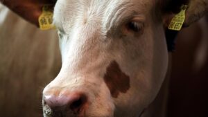 Malaysia hebt Einfuhrsperre für deutsche Milchprodukte auf