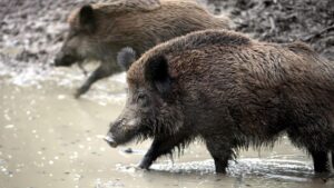 Wildschweine werden zur Plage in Wohngebieten