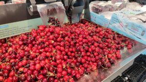 Kirschenernte voraussichtlich deutlich über Zehnjahresdurchschnitt