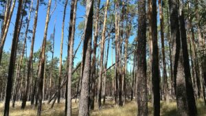 Umweltstaatssekretär sieht Klimaanpassung als "Gemeinschaftsaufgabe"