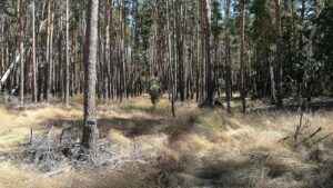 Studie: Dürrejahre verwandeln Kiefernwald in CO2-Quelle