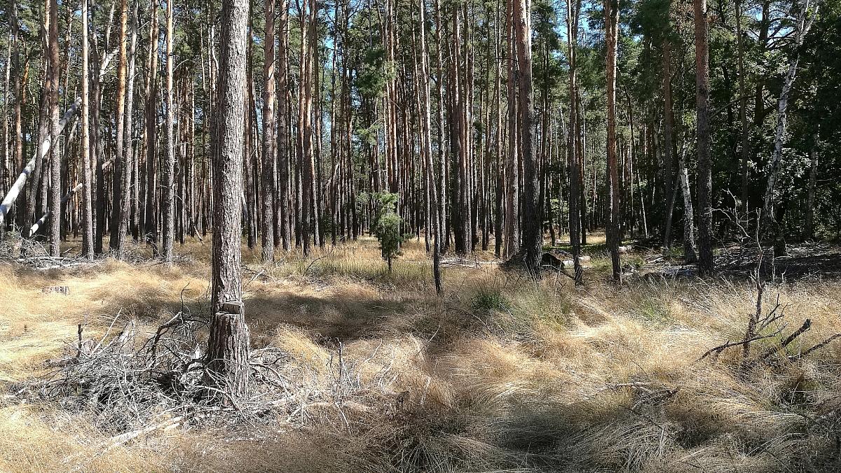 Wald (Archiv), via dts Nachrichtenagentur