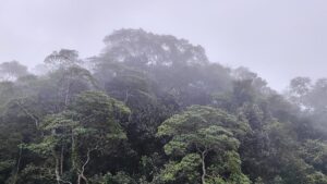 EU einigt sich auf Abschwächung von Entwaldungsrichtlinie